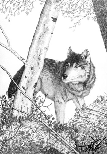 Alaskan Grey Wolf