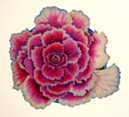 Ornamental Cabbage