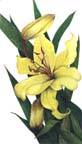 Yellow Tiger Lily